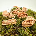 Dinosaur skull replicas on vibrant moss backdrop, showcasing prehistoric beauty and detailed craftsmanship.