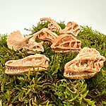 Mini Dinosaur Skull Decoration