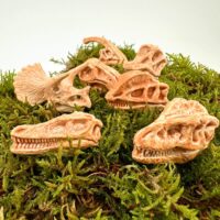 Dinosaur skull replicas on vibrant moss backdrop, showcasing prehistoric beauty and detailed craftsmanship.