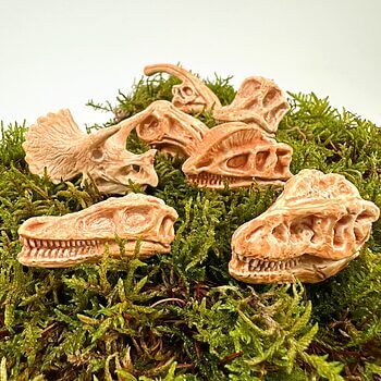 Dinosaur skull replicas on vibrant moss backdrop, showcasing prehistoric beauty and detailed craftsmanship.
