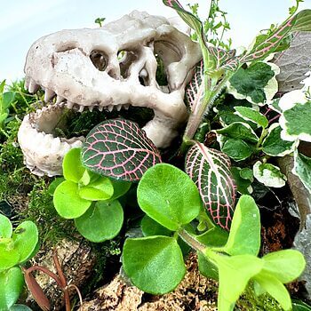 Dinosaur skull amidst lush green plants, representing prehistoric mystery and natures cycle.