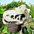Dinosaur skull in lush greenery with diverse foliage and vibrant pink-veined leaves.