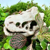 Dinosaur skull in lush greenery with diverse foliage and vibrant pink-veined leaves.