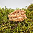 Dinosaur skull sculpture on vibrant green moss, evoking history and natural beauty.
