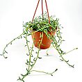 Vibrant hanging plant in terracotta pot with lush green foliage and red strings.