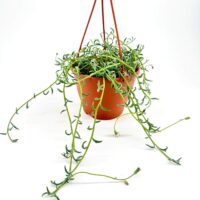 Vibrant hanging plant in terracotta pot with lush green foliage and red strings.