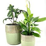 Rustic Matcha Green Glazed Rustic Planter