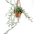 Hanging terracotta pot with lush green plant, featuring red cords for indoor decor.