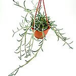 Senecio Radicans String of Bananas Succulent