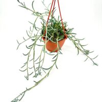 Hanging terracotta pot with lush green plant, featuring red cords for indoor decor.