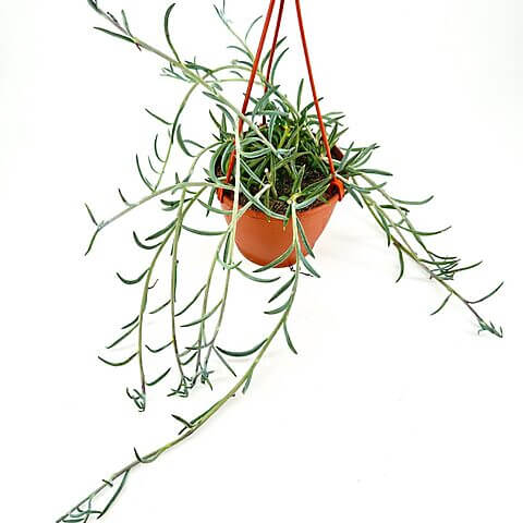 Hanging terracotta pot with lush green plant, featuring red cords for indoor decor.