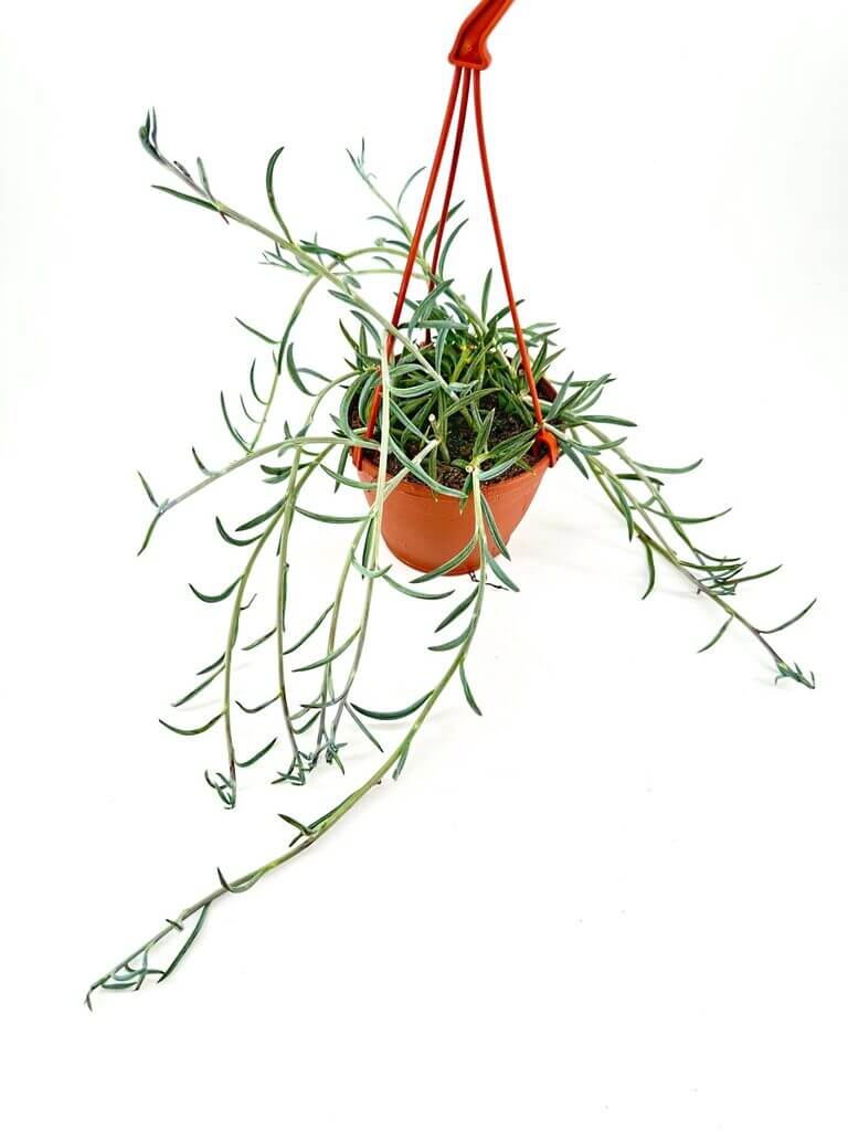 Hanging terracotta pot with lush green plant, featuring red cords for indoor decor.