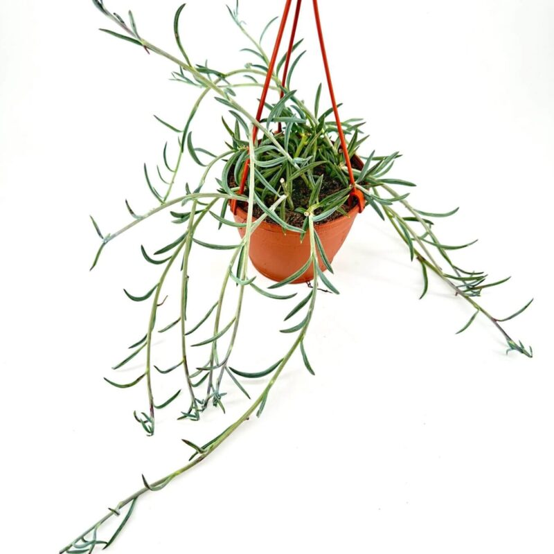 Hanging terracotta pot with lush green plant, featuring red cords for indoor decor.