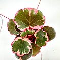 Vibrant green plant with pink-edged velvety leaves and delicate hairs.