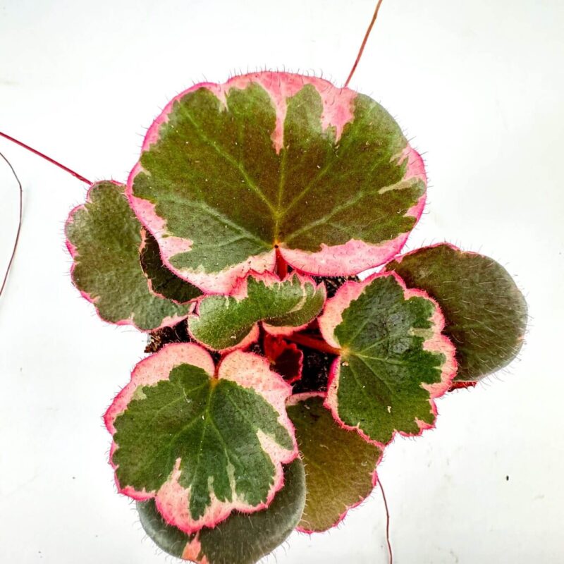 Elegant Pink-Edged Green Velvet Leaves Vibrant green plant with pink-edged velvety leaves and delicate hairs.