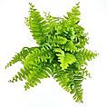 Vibrant green fern fronds with glossy texture against a bright white background.
