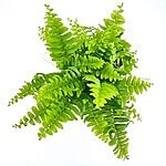 Boston Fern Nephrolepis Green Moment