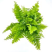 Vibrant green fern fronds with glossy texture against a bright white background.