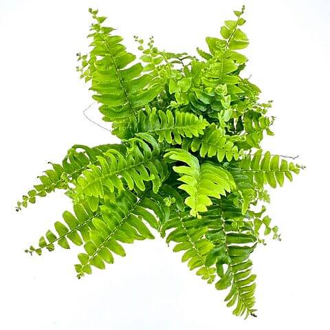 Vibrant green fern fronds with glossy texture against a bright white background.