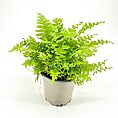 Lush green fern in a simple pot against a muted background.