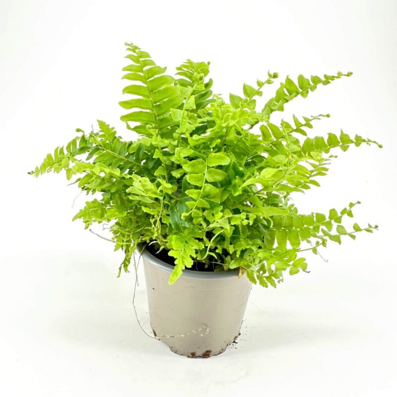 Vibrant Fern in Minimalist Pot Display Lush green fern in a simple pot against a muted background.