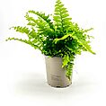 Lush green fern in grey pot on a white background, showcasing vibrant foliage and natural beauty.