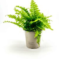 Lush green fern in grey pot on a white background, showcasing vibrant foliage and natural beauty.