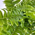 Vibrant green fern leaves with intricate textures and patterns, highlighting natures beauty and complexity.