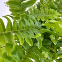 Vibrant green fern leaves with intricate textures and patterns, highlighting natures beauty and complexity.