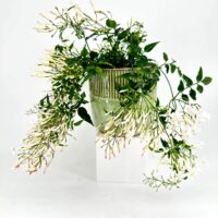 Elegant floral arrangement in a striped green pot with white and pink blooms.