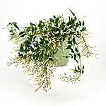 Jasminum Polyanthum Flowered Jasmine