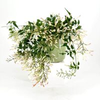 Vibrant floral arrangement with green leaves in a textured pale green pot.