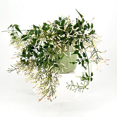 Vibrant floral arrangement with green leaves in a textured pale green pot.
