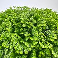Vibrant lush green foliage cluster with glossy leaves and detailed textures.