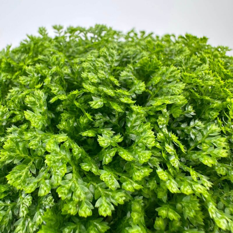 Vibrant Glossy Green Foliage Delight Vibrant lush green foliage cluster with glossy leaves and detailed textures.