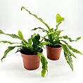 Two lush green potted plants with terracotta pots against a white background.