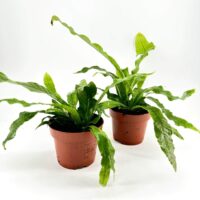 Two lush green potted plants with terracotta pots against a white background.