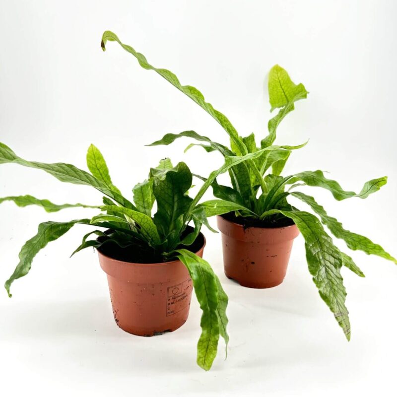 Vibrant Greenery: Terracotta Potted Plants Display Two lush green potted plants with terracotta pots against a white background.