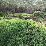 12m2 Moss Mix for Jack Grange Landscaping