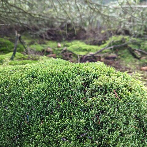 Lush green moss in a serene forest setting with earthy textures and muted lighting.