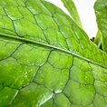 Close-up of a vibrant green leaf with glossy sheen and intricate vein patterns.