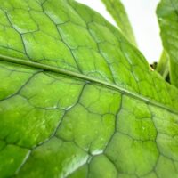 Close-up of a vibrant green leaf with glossy sheen and intricate vein patterns.