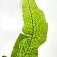 Vibrant green leaf with intricate dark veins on a white background.