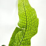 Crocodile Fern Microsorum Musifolium Crocodyllus