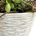 Textured pot with vibrant green leaves, oval-shaped foliage, natural earthy appearance, indoor gardening.