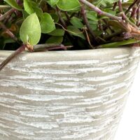 Textured pot with vibrant green leaves, oval-shaped foliage, natural earthy appearance, indoor gardening.