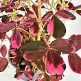 Lush plant with vibrant green and pink leaves, perfect for indoor decoration.