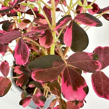 Lush plant with vibrant green and pink leaves, perfect for indoor decoration.