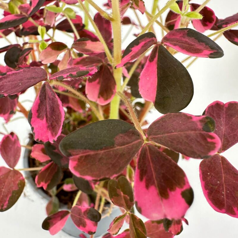 Lush plant with vibrant green and pink leaves, perfect for indoor decoration.