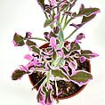 Vibrant houseplant in terracotta pot with green leaves edged in pink.